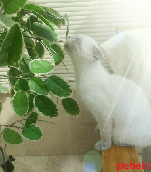 Scottish Fold, Kedi  Suzi fotoğrafı
