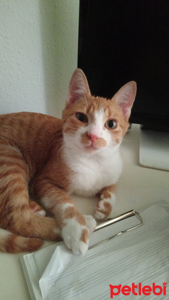 Tekir Kedi, Kedi  Bihter fotoğrafı