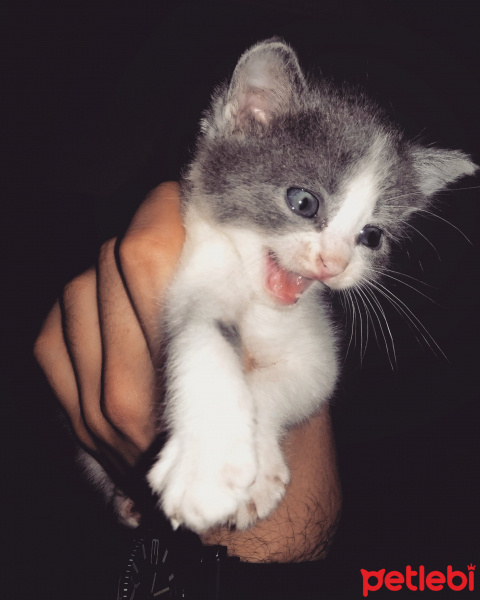 Scottish Fold, Kedi  Naz fotoğrafı