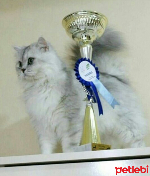 Chinchilla, Kedi  Layla fotoğrafı
