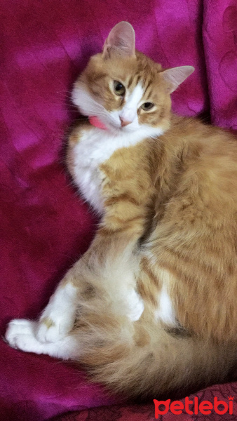 Tekir Kedi, Kedi  Pamuk fotoğrafı