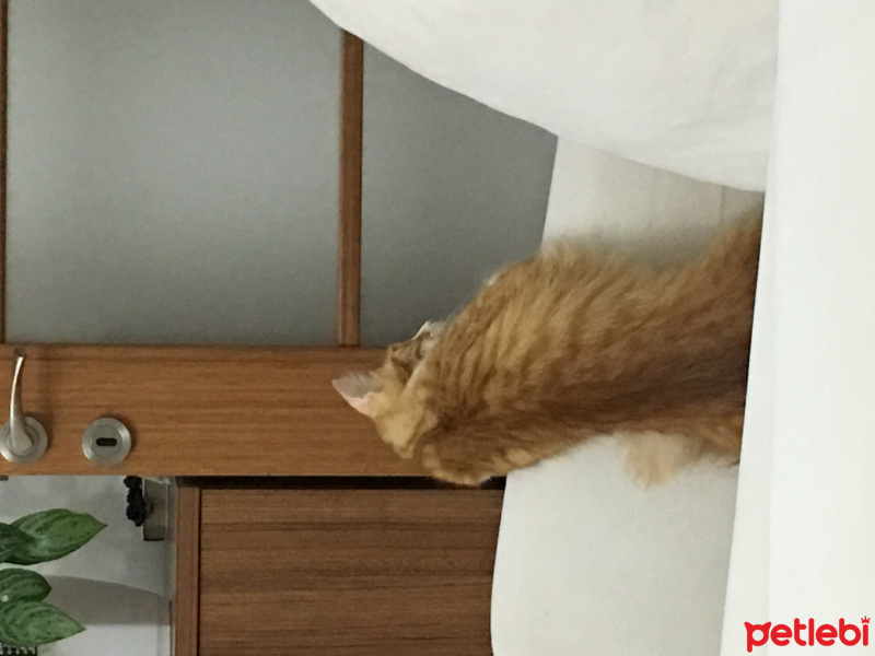 Tekir Kedi, Kedi  Pamuk fotoğrafı
