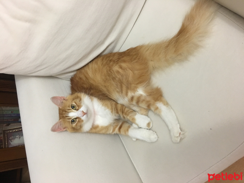 Tekir Kedi, Kedi  Pamuk fotoğrafı