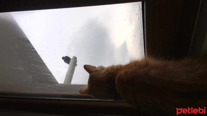 Tekir Kedi, Kedi  Pamuk fotoğrafı