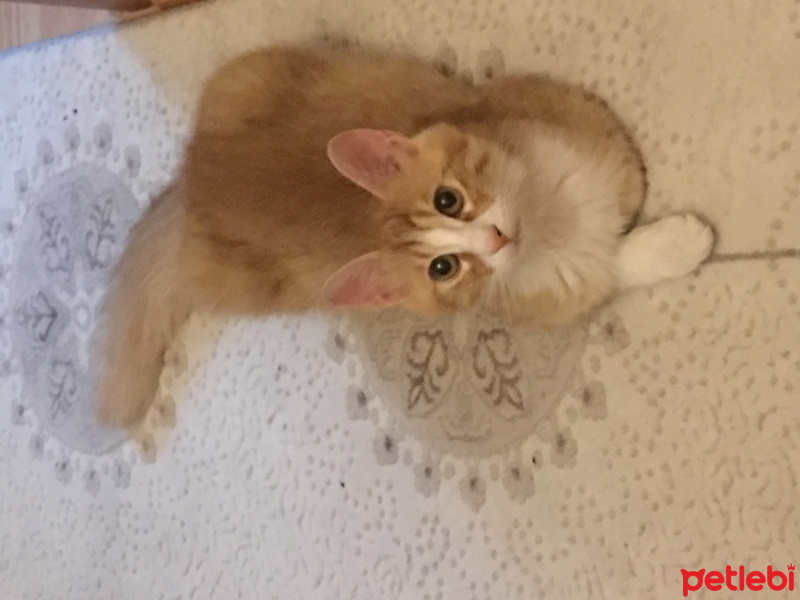 Tekir Kedi, Kedi  Pamuk fotoğrafı
