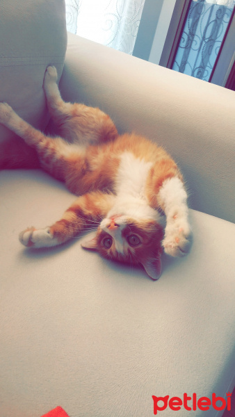 Tekir Kedi, Kedi  Pamuk fotoğrafı