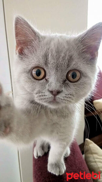 British Shorthair, Kedi  Boncuk fotoğrafı