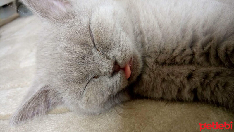 British Shorthair, Kedi  Boncuk fotoğrafı