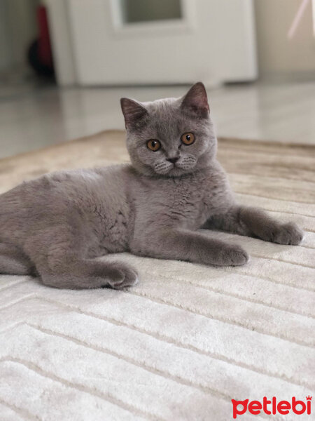 British Shorthair, Kedi  Boncuk fotoğrafı