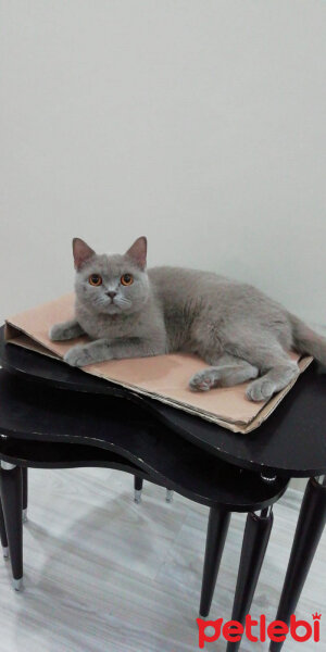 British Shorthair, Kedi  Boncuk fotoğrafı