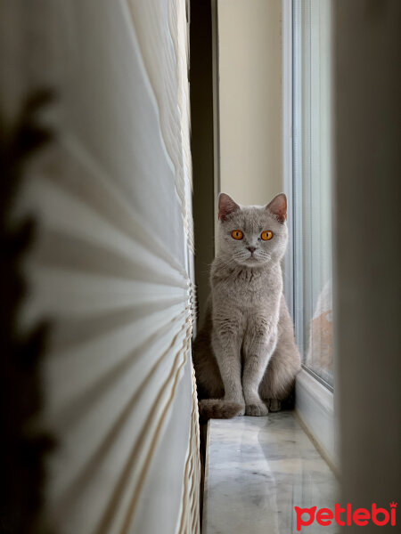 British Shorthair, Kedi  Boncuk fotoğrafı