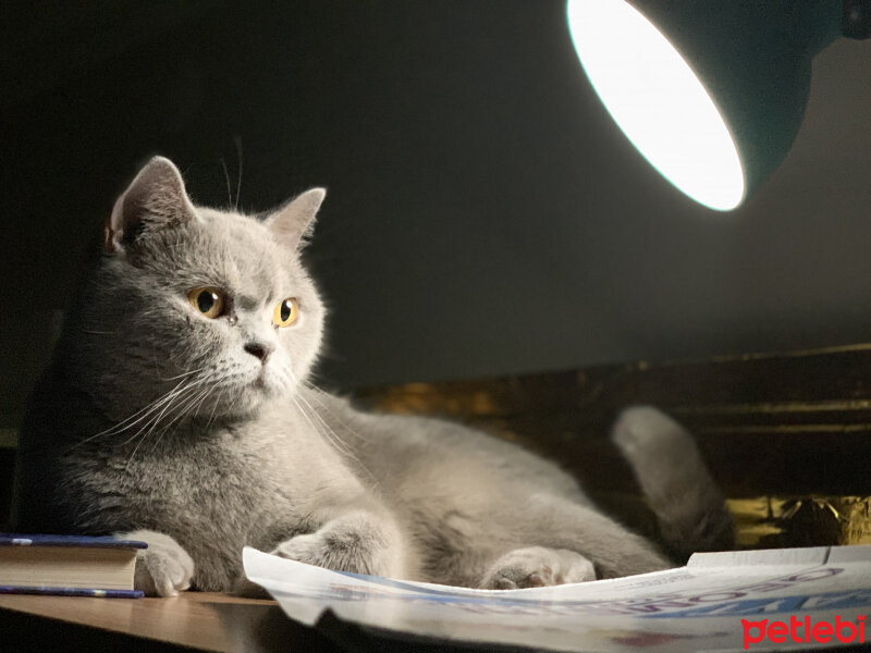 British Shorthair, Kedi  Boncuk fotoğrafı