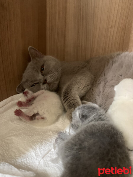 British Shorthair, Kedi  Boncuk fotoğrafı