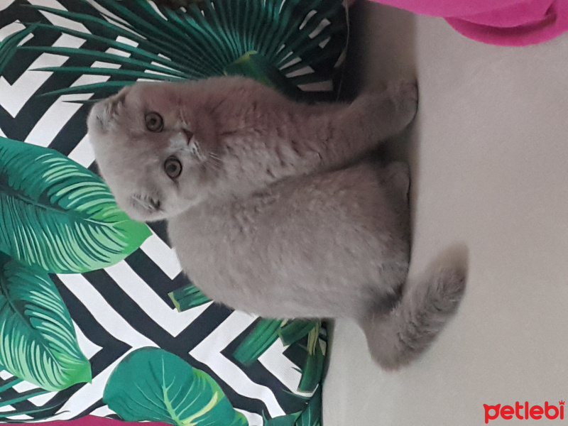 Scottish Fold, Kedi  Zilli fotoğrafı