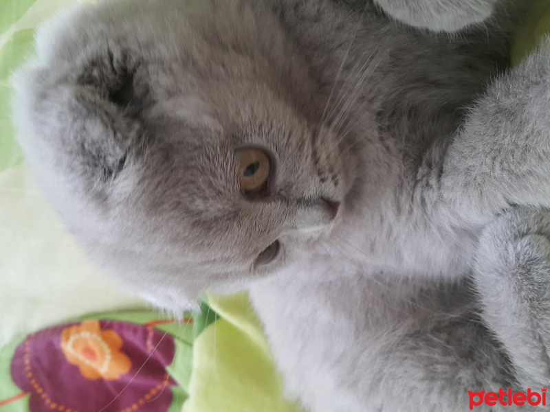 Scottish Fold, Kedi  Zilli fotoğrafı