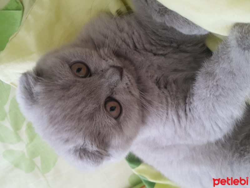 Scottish Fold, Kedi  Zilli fotoğrafı