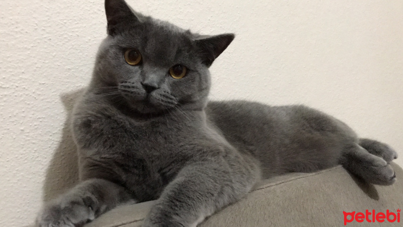 British Shorthair, Kedi  Leo fotoğrafı
