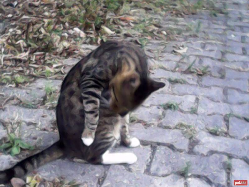 Abyssinian, Kedi  mia fotoğrafı