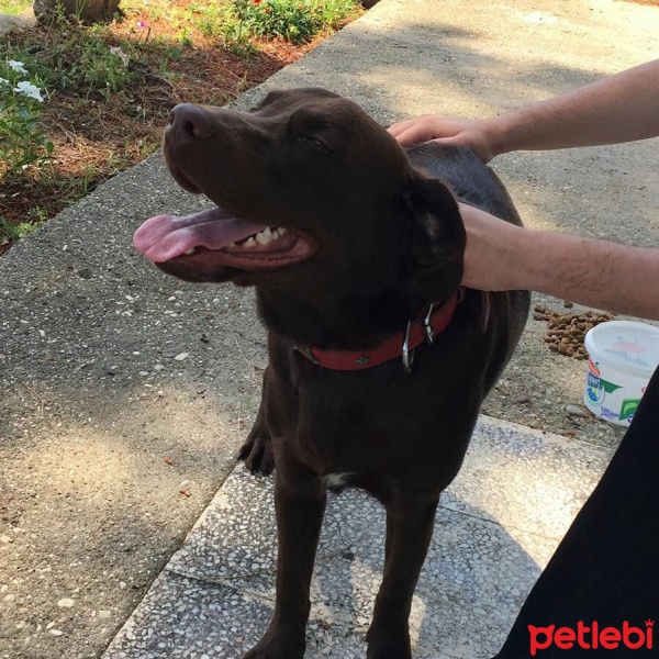 Labrador Retriever, Köpek  Kral fotoğrafı