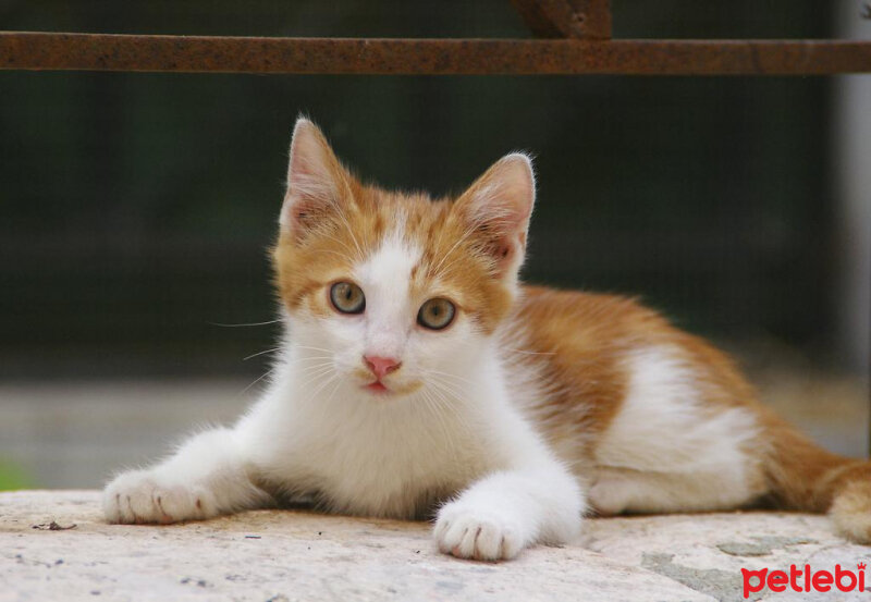 Tekir Kedi, Kedi  anya fotoğrafı