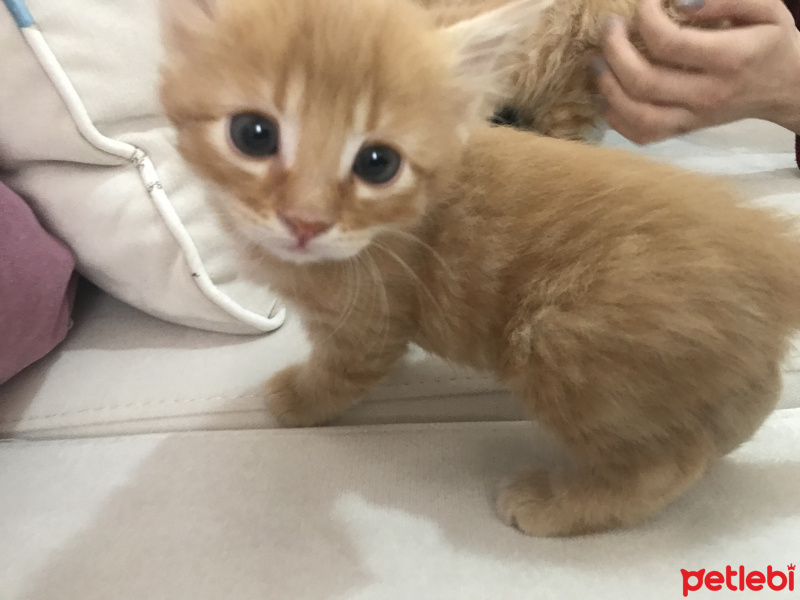 Tekir Kedi, Kedi  Nohut fotoğrafı