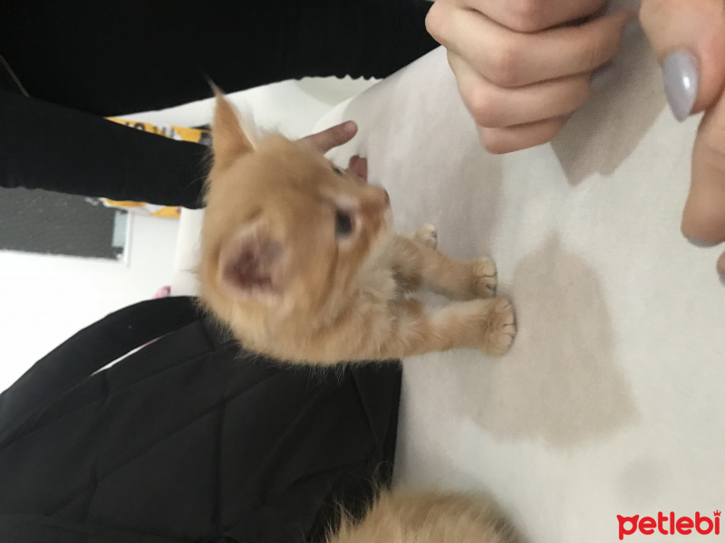 Tekir Kedi, Kedi  Nohut fotoğrafı