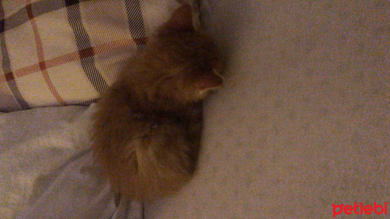 Tekir Kedi, Kedi  Nohut fotoğrafı