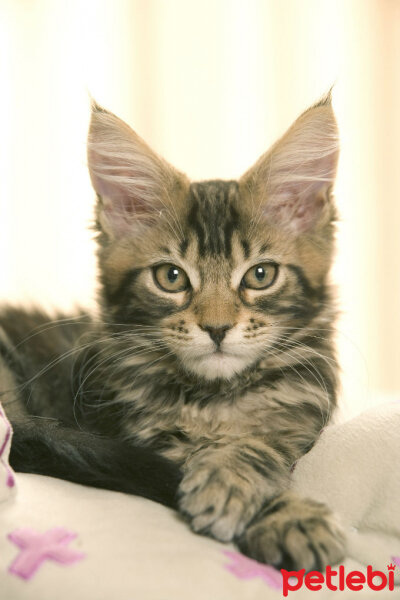 Maine Coon, Kedi  casper fotoğrafı