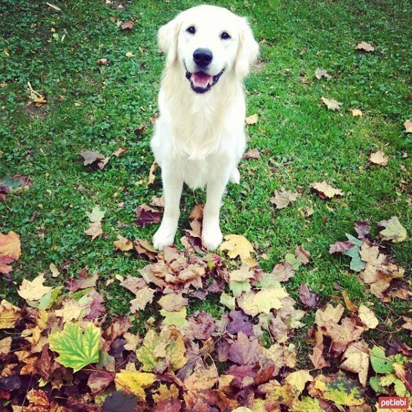 Golden Retriever, Köpek  Pasha  fotoğrafı