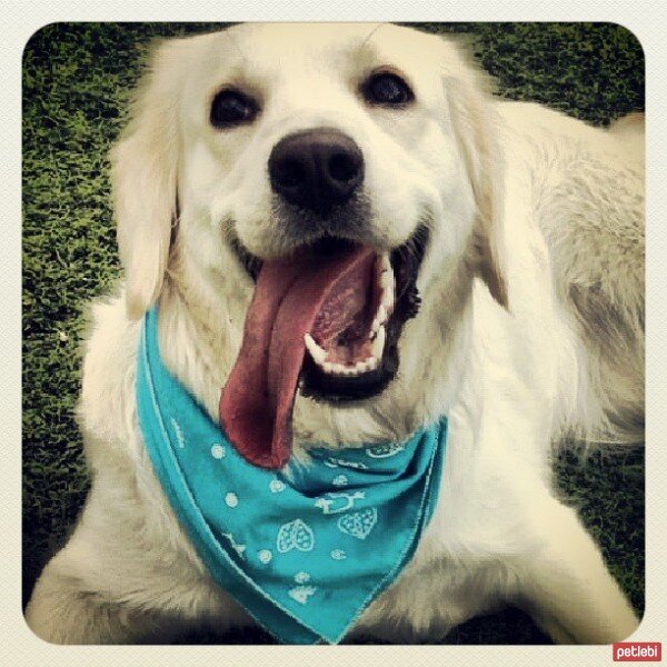 Golden Retriever, Köpek  Pasha  fotoğrafı