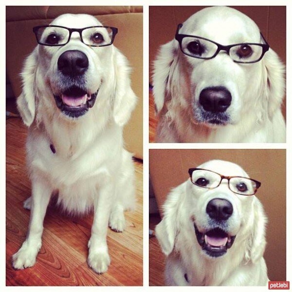 Golden Retriever, Köpek  Pasha  fotoğrafı