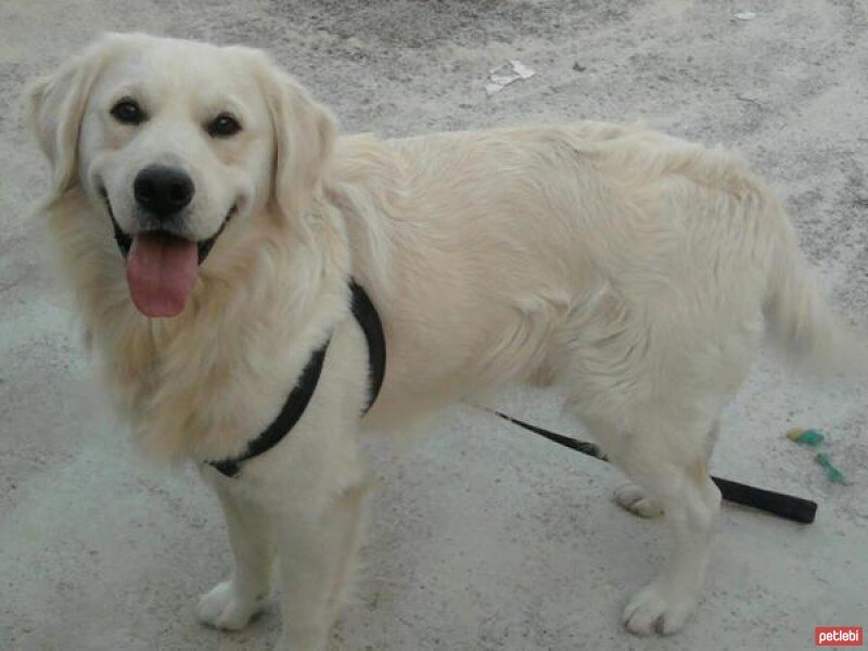 Golden Retriever, Köpek  Pasha  fotoğrafı