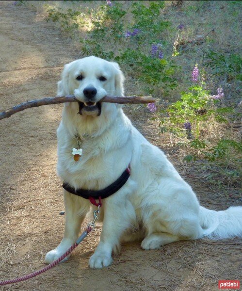 Golden Retriever, Köpek  Pasha  fotoğrafı