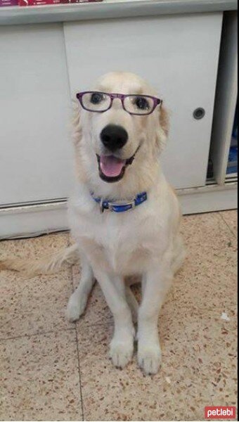 Golden Retriever, Köpek  Pasha  fotoğrafı