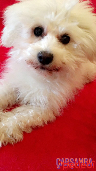 Maltese, Köpek  Pamuş fotoğrafı
