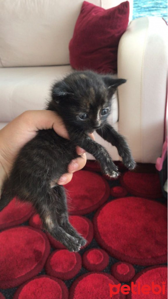 Tekir Kedi, Kedi  Üzüm fotoğrafı