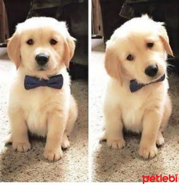 Golden Retriever, Köpek  Teo fotoğrafı