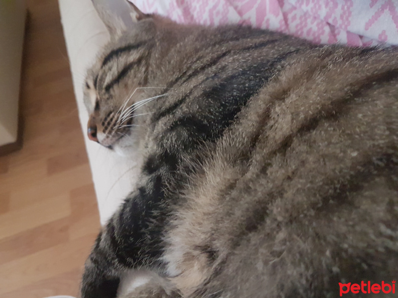 Tekir Kedi, Kedi  Boncuk fotoğrafı