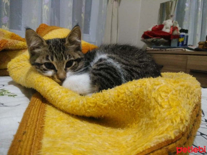 Tekir Kedi, Kedi  Yok fotoğrafı