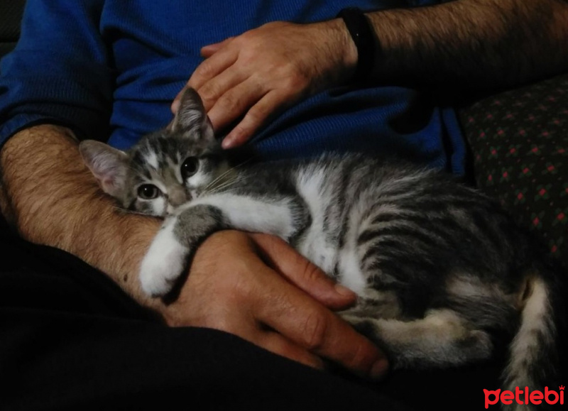 Tekir Kedi, Kedi  Yok fotoğrafı