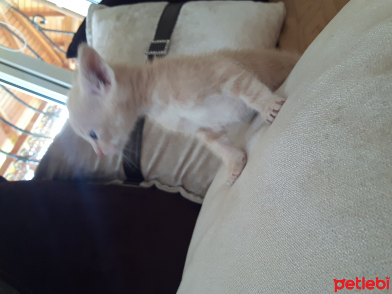 Tekir Kedi, Kedi  Minnoş fotoğrafı