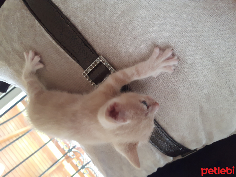 Tekir Kedi, Kedi  Minnoş fotoğrafı