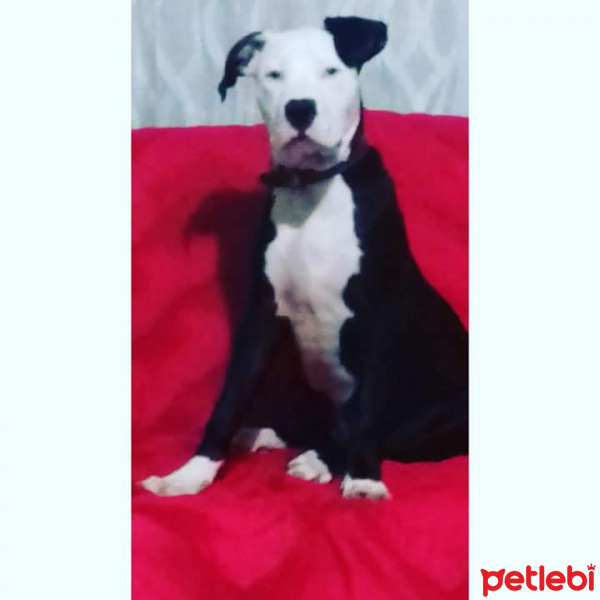 Amerikan Pitbull Terrier, Köpek  Hera fotoğrafı