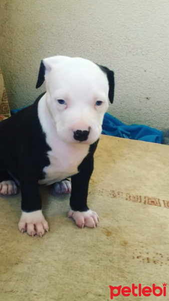 Amerikan Pitbull Terrier, Köpek  Hera fotoğrafı