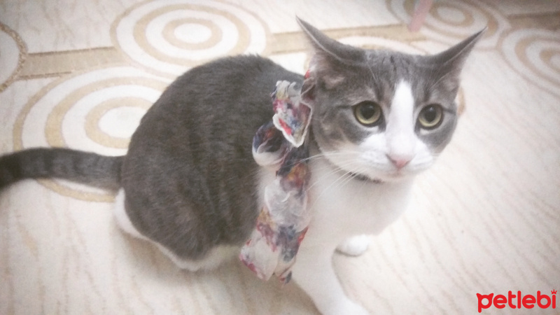 Tekir Kedi, Kedi  Tontiş fotoğrafı