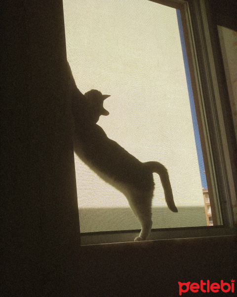 Tekir Kedi, Kedi  Tontiş fotoğrafı