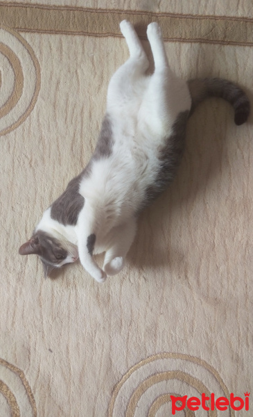 Tekir Kedi, Kedi  Tontiş fotoğrafı