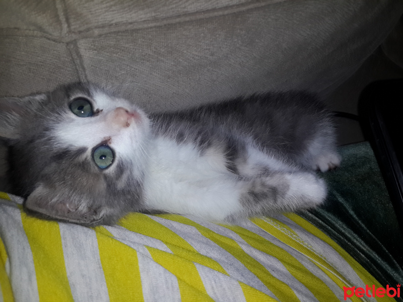 Tekir Kedi, Kedi  gürbüz fotoğrafı