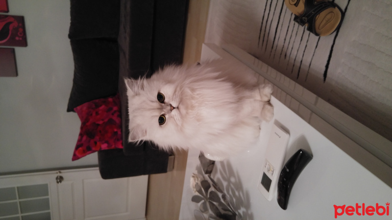 Chinchilla, Kedi  Pamuk fotoğrafı