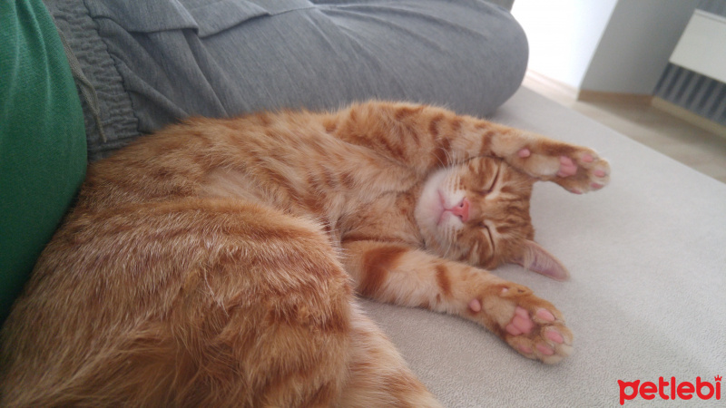 Tekir Kedi, Kedi  Şeker fotoğrafı